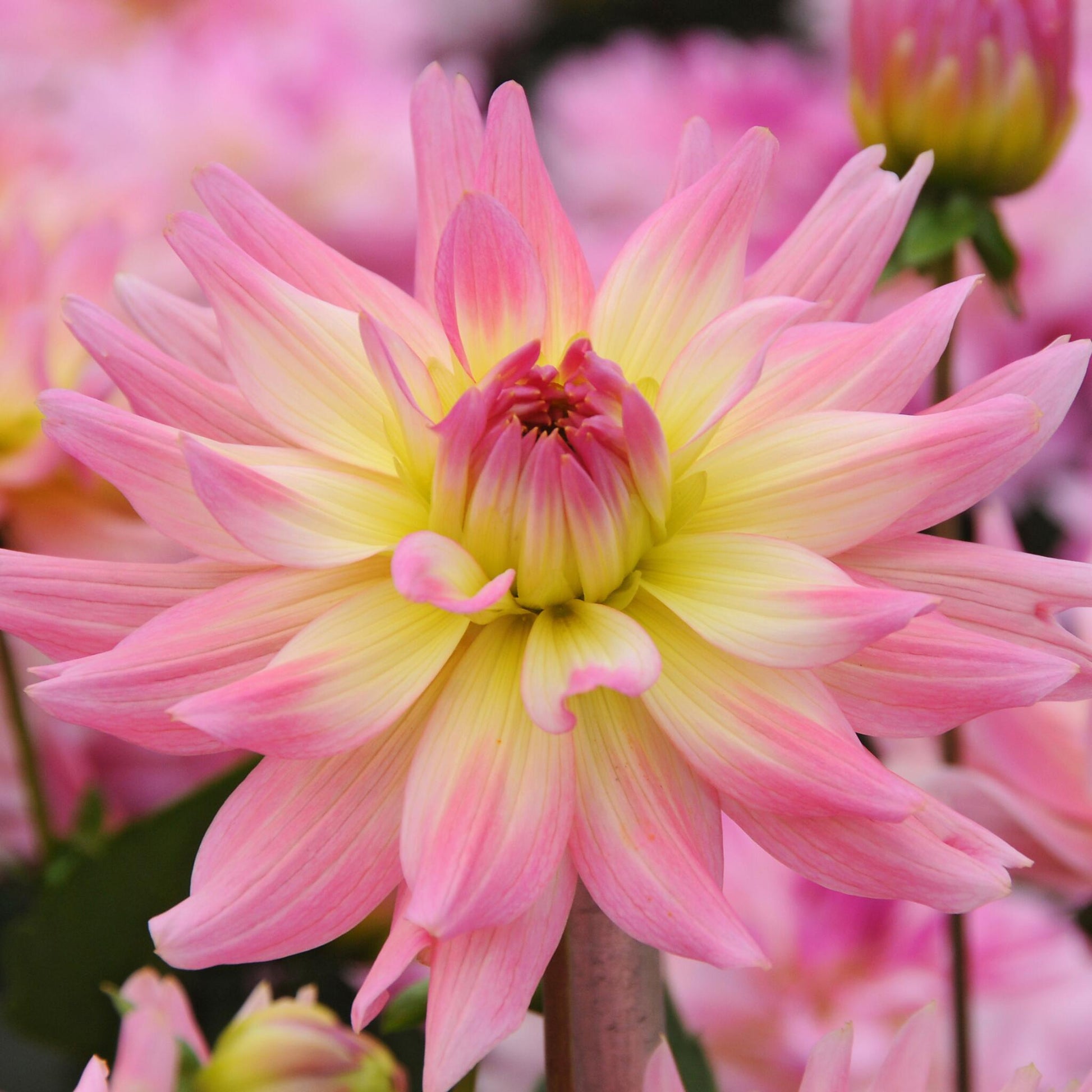 Tubérculos De Dalia - 3 Pzs - Dahlia 'melody Gipsy'_3