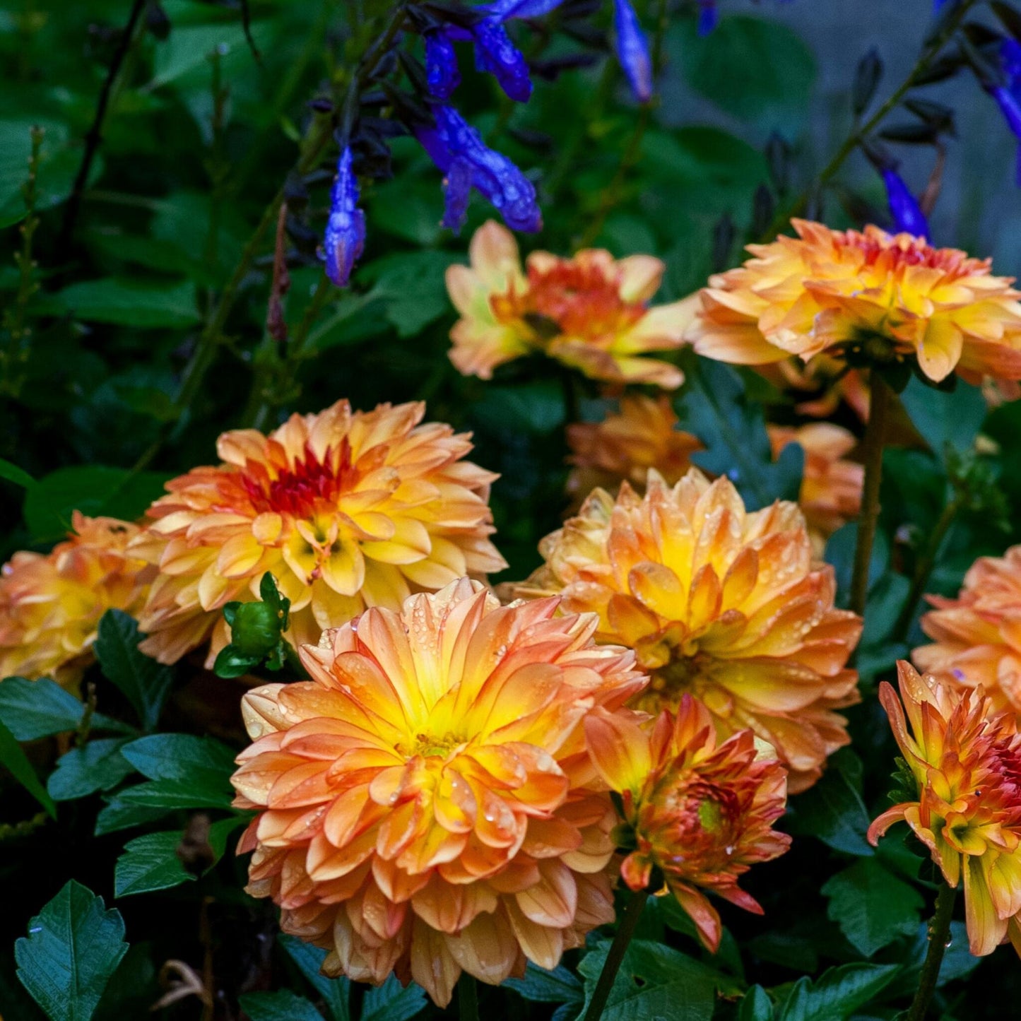 Tubérculos De Dalia - 3 Pzs - Dahlia 'pacific Mix'_1