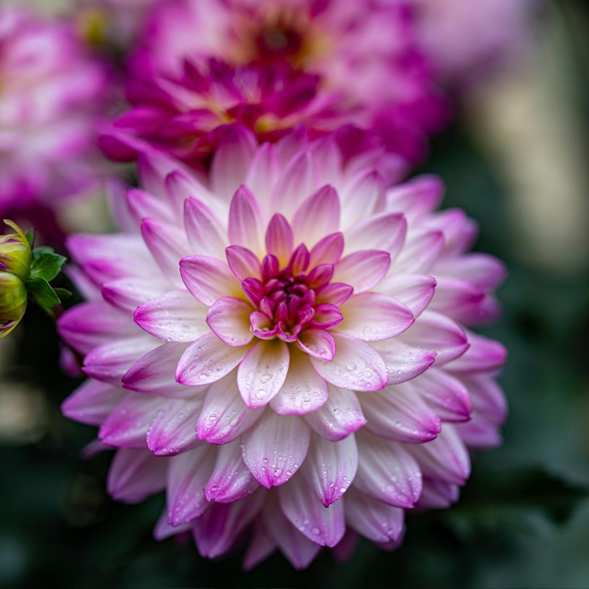 Tubérculos De Dalia - 3 Pzs - Dahlia 'pacific Mix'_3