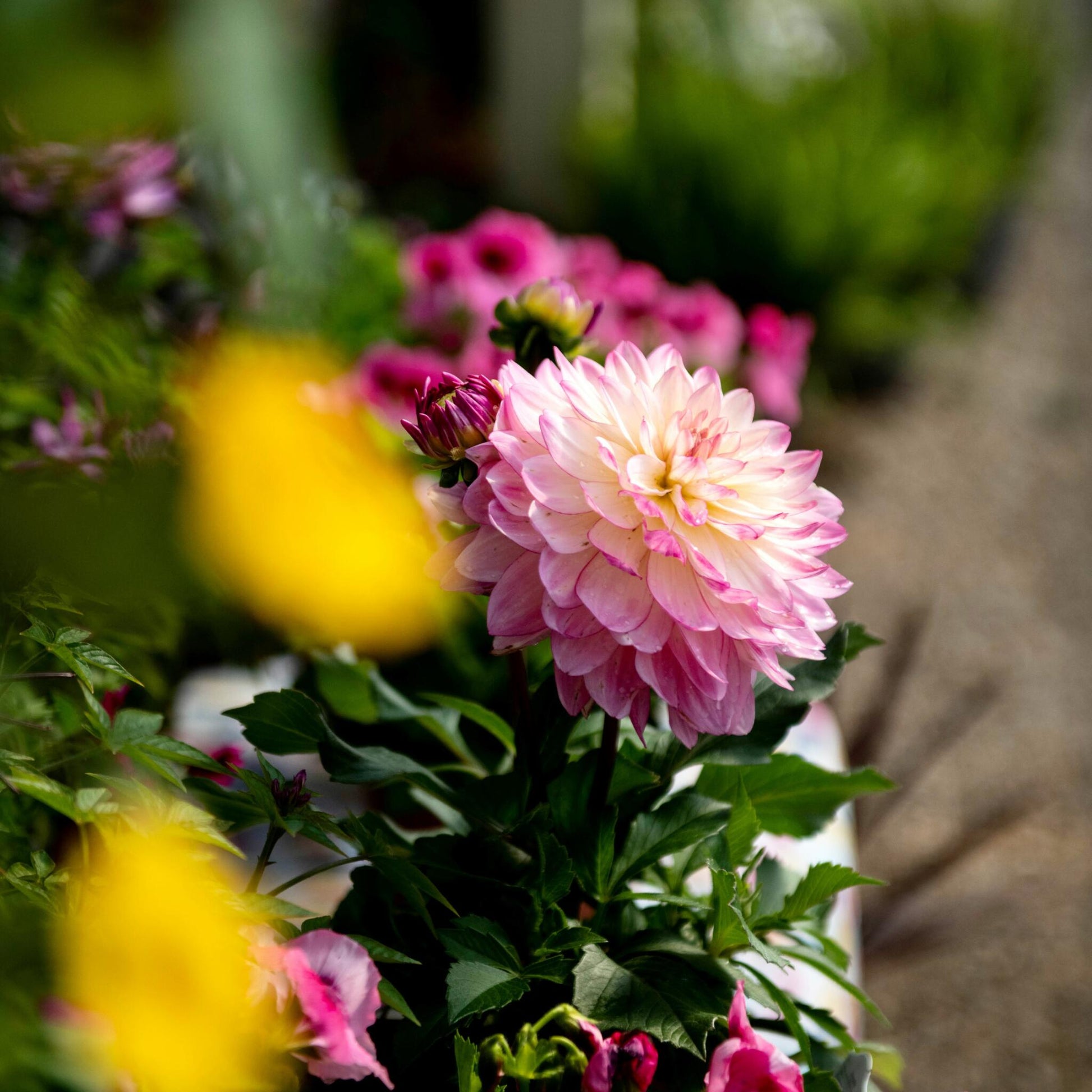 Tubérculos De Dalia - 3 Pzs - Dahlia 'pacific Mix'_4