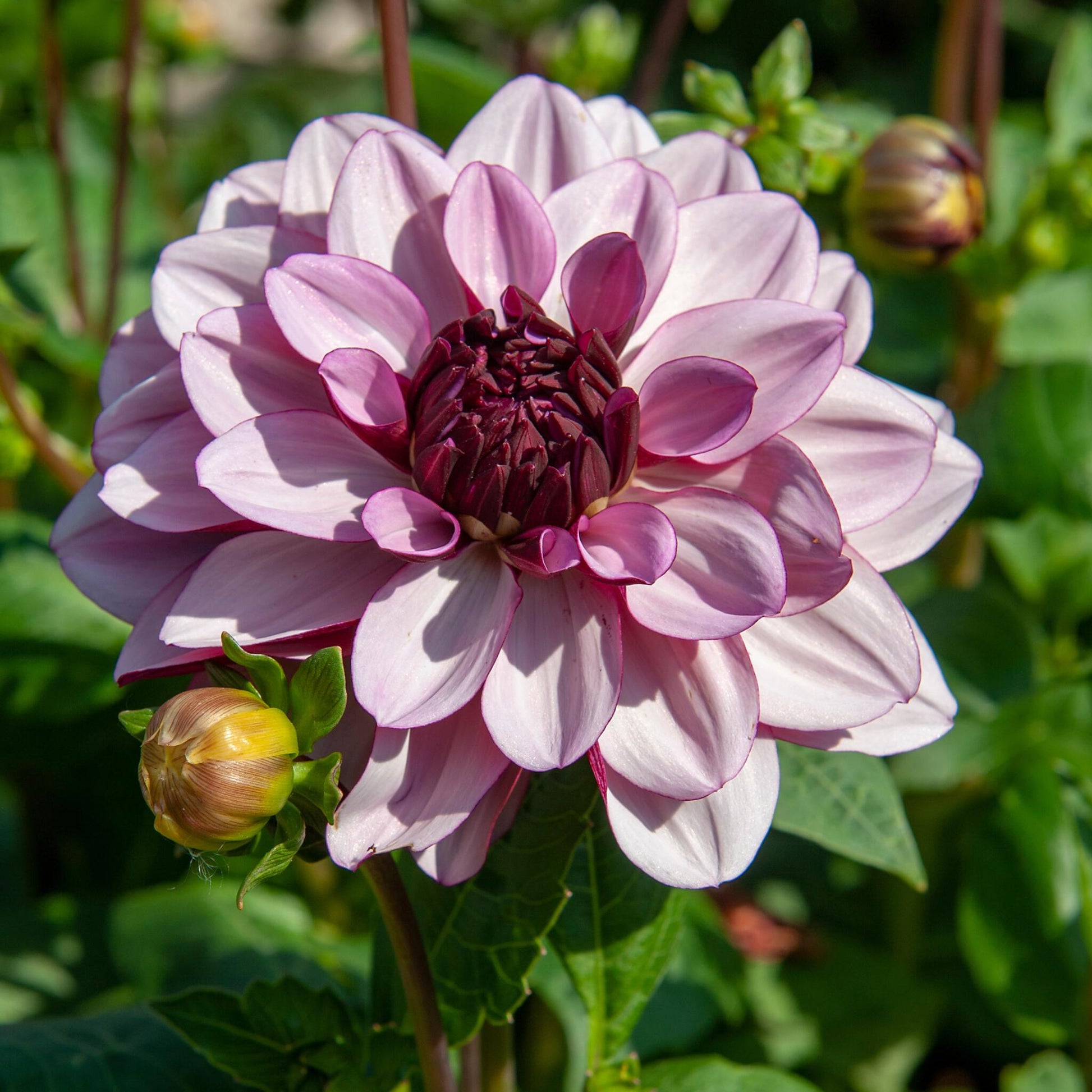 Tubérculos De Dalia - 3 Pzs - Dahlia 'sweet & Honey'_3