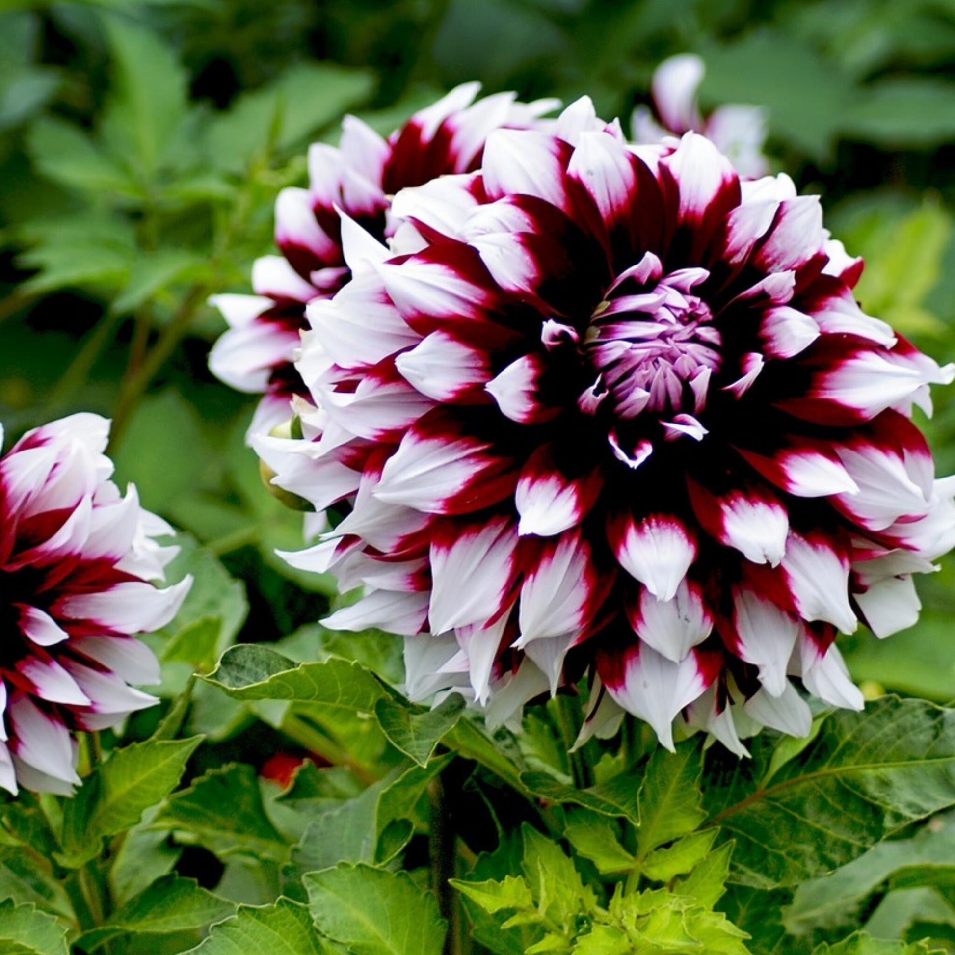 Tubérculos De Dalia - 3 Pzs - Dahlia 'tartan' - Púrpura_1