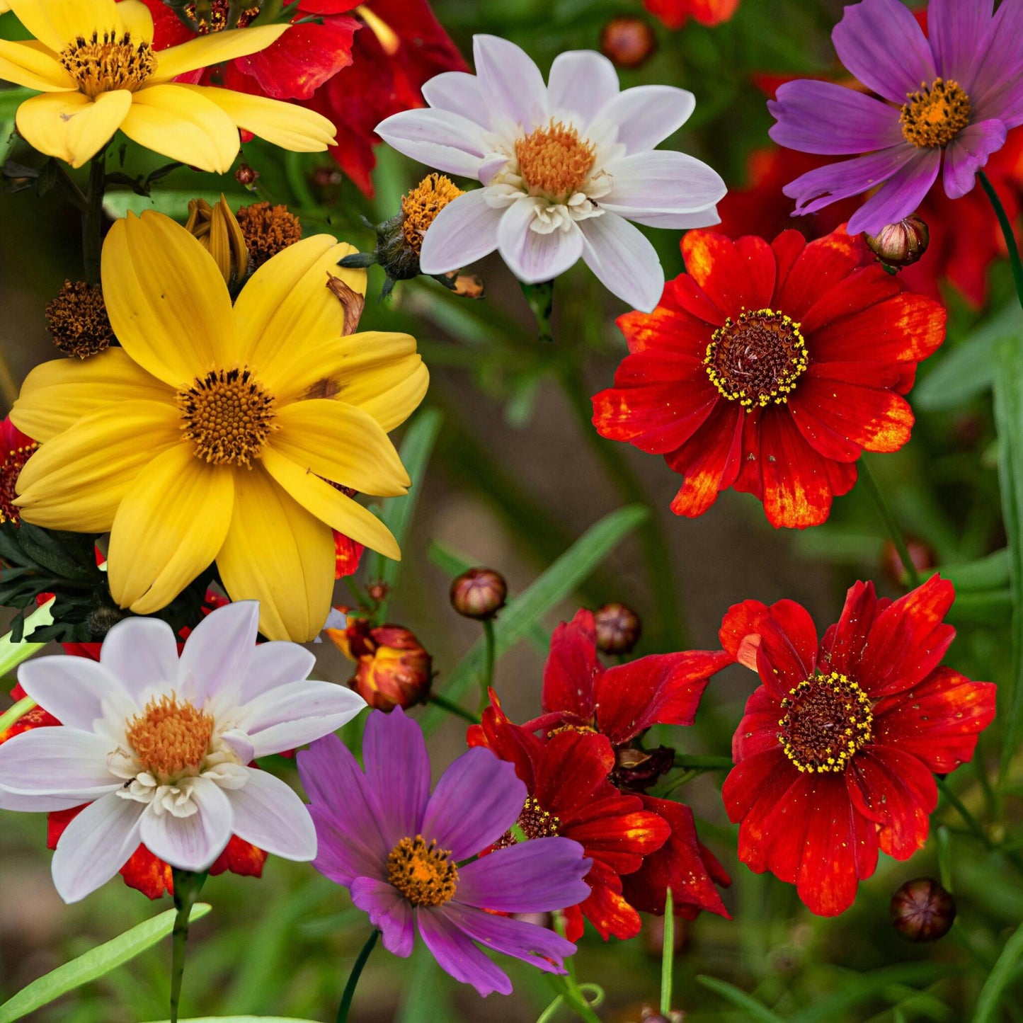 Tubérculos De Dalia - 3 Pzs - Dahlia 'topmix'_1