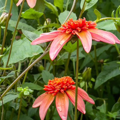 Tubérculos De Dalia - 3 Pzs - Dahlia 'totally Tangerine'_1