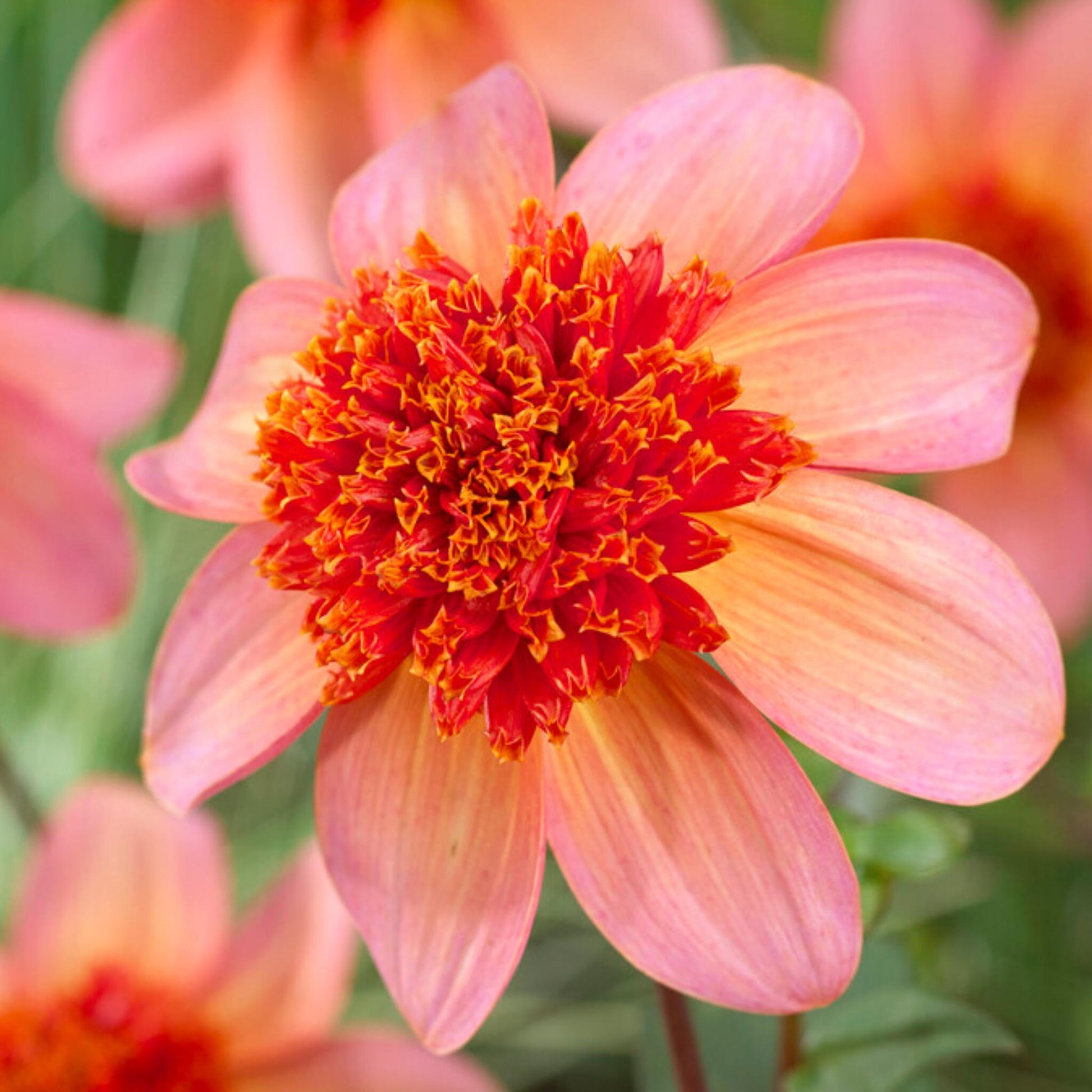 Tubérculos De Dalia - 3 Pzs - Dahlia 'totally Tangerine'_3