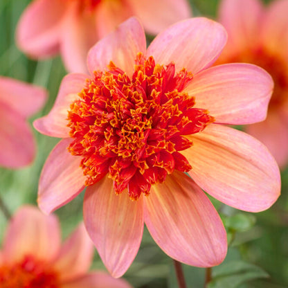 Tubérculos De Dalia - 3 Pzs - Dahlia 'totally Tangerine'_3