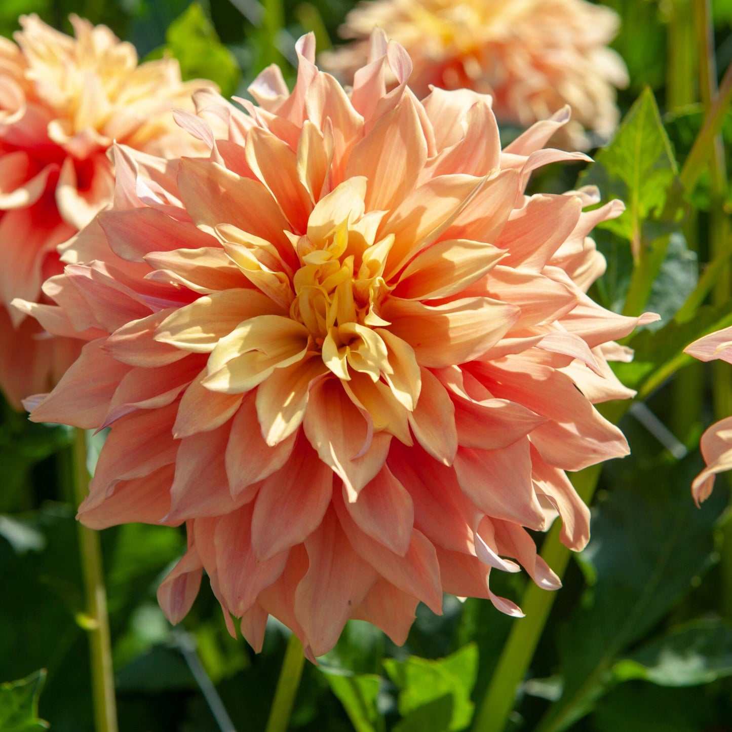 Tubérculos De Dalia - 3 Pzs - Dahlia 'tyrell' - Verde_3