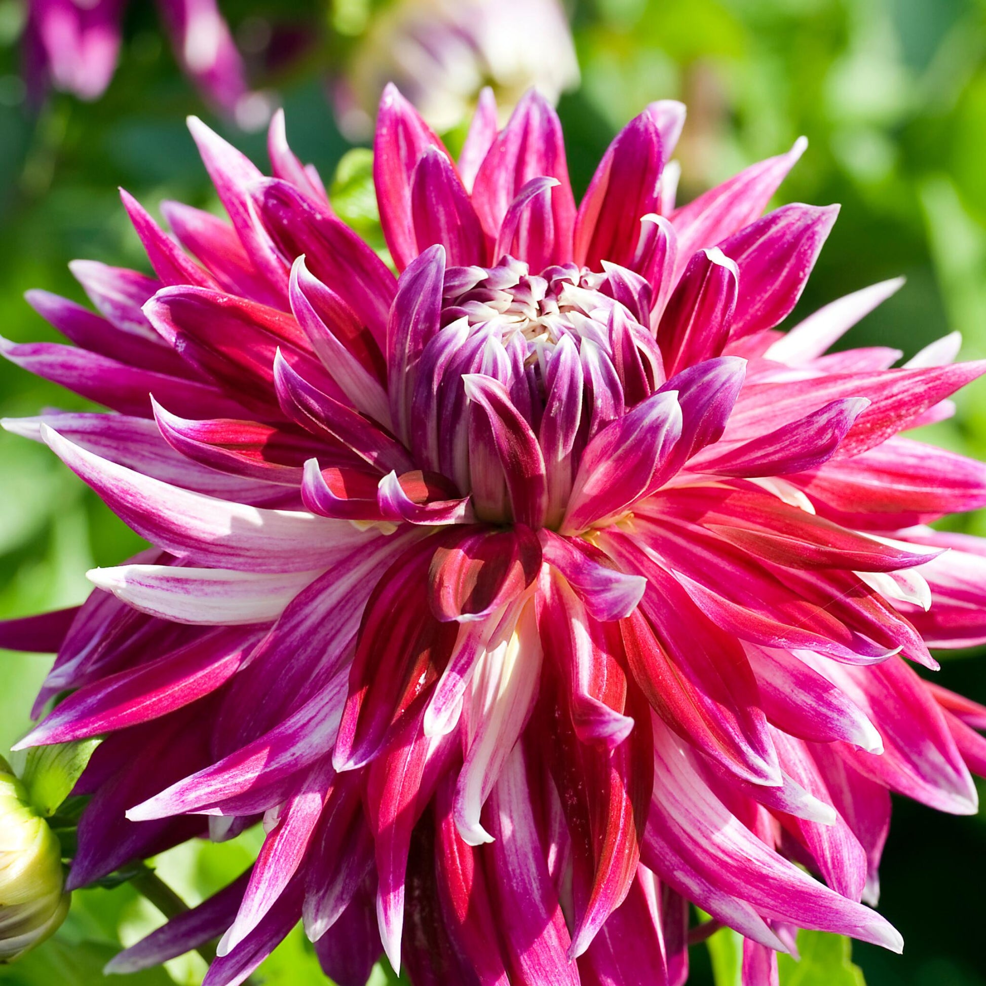 Tubérculos De Dalia - 3 Pzs - Dahlia 'vancouver' - Rosa_3