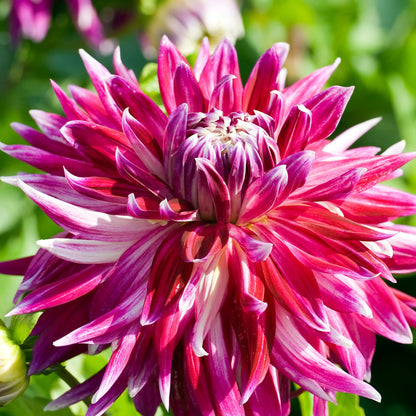 Tubérculos De Dalia - 3 Pzs - Dahlia 'vancouver' - Rosa_3