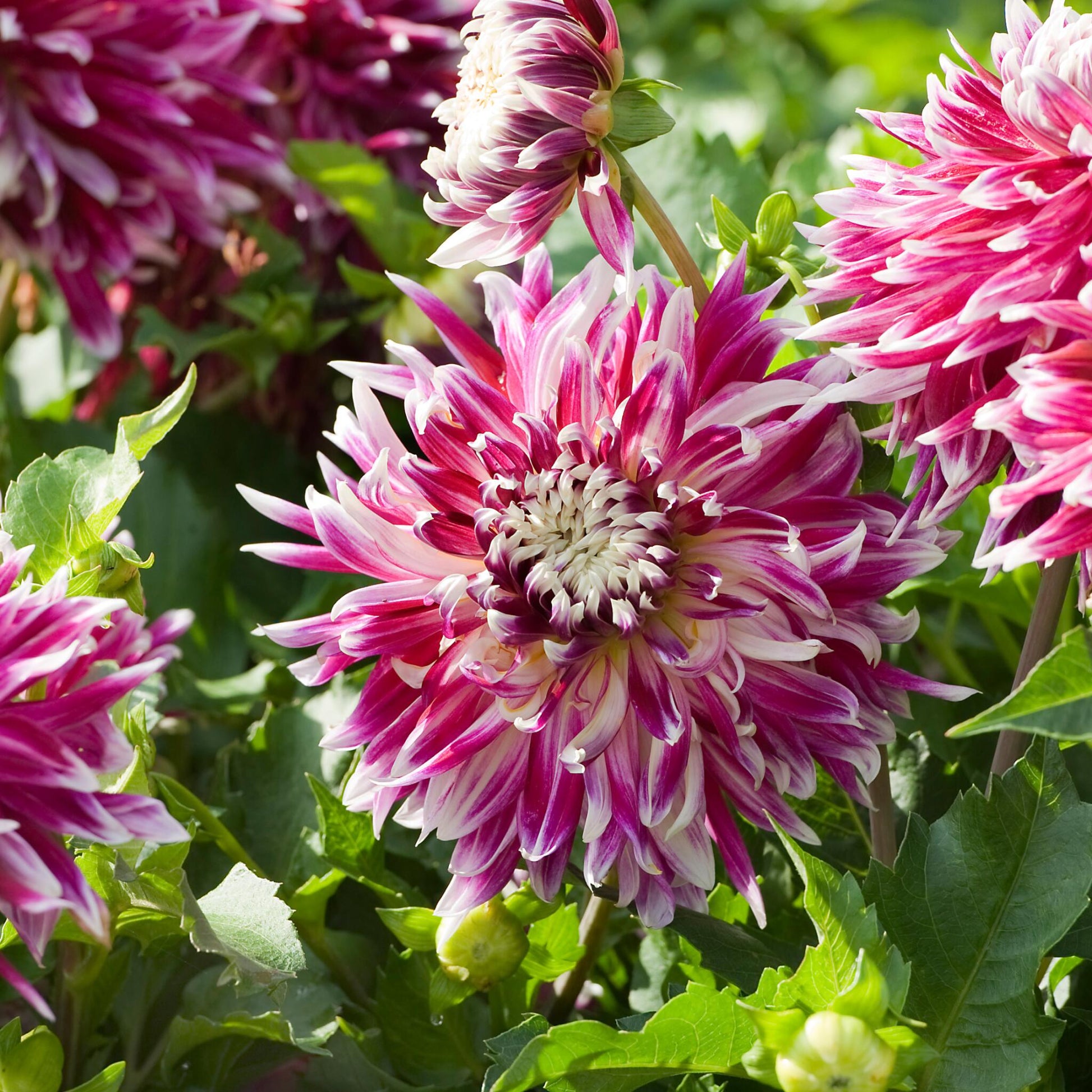 Tubérculos De Dalia - 3 Pzs - Dahlia 'vancouver' - Rosa_4