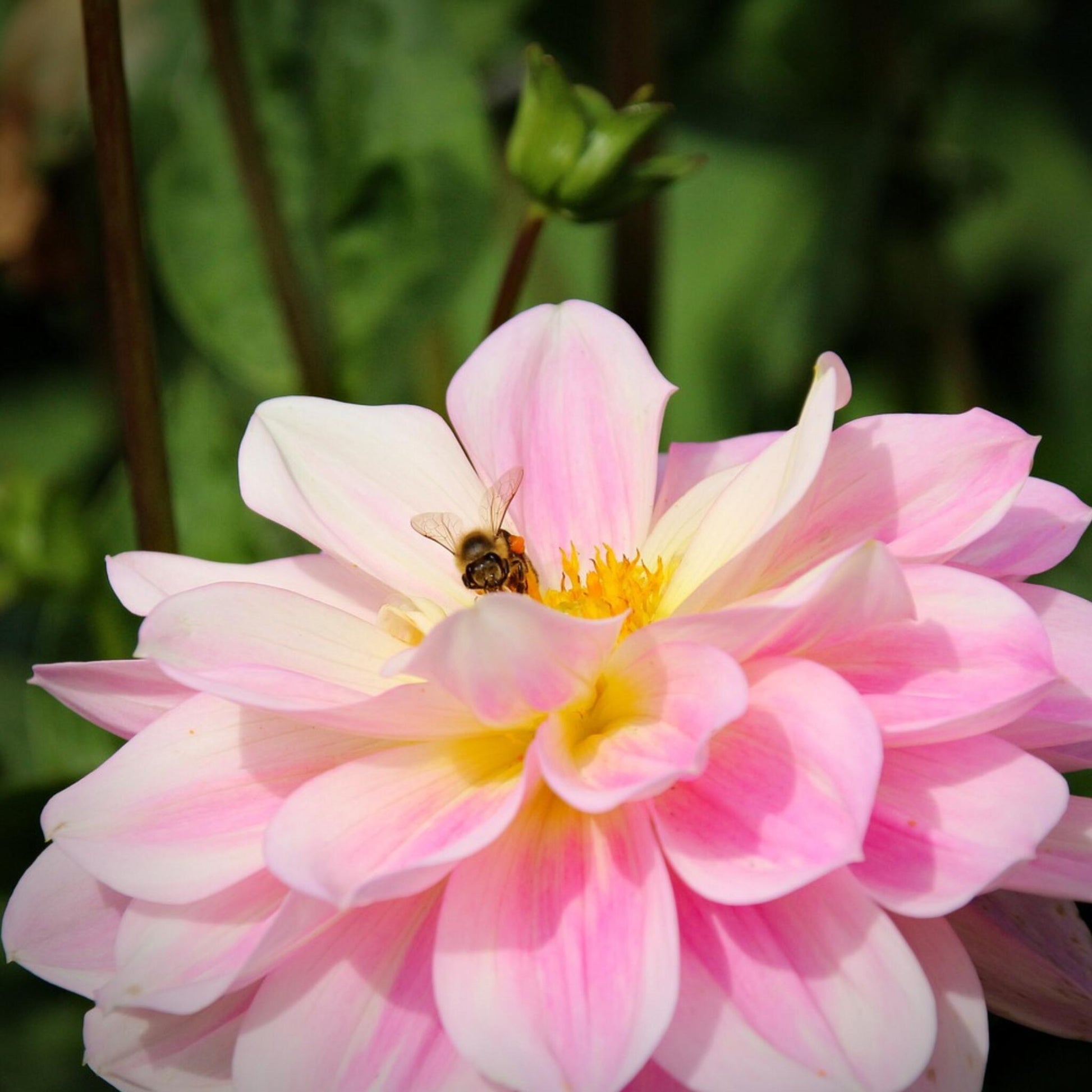 Tubérculos De Dalia - 3 Pzs - Dahlia 'waterlily Mix'_3