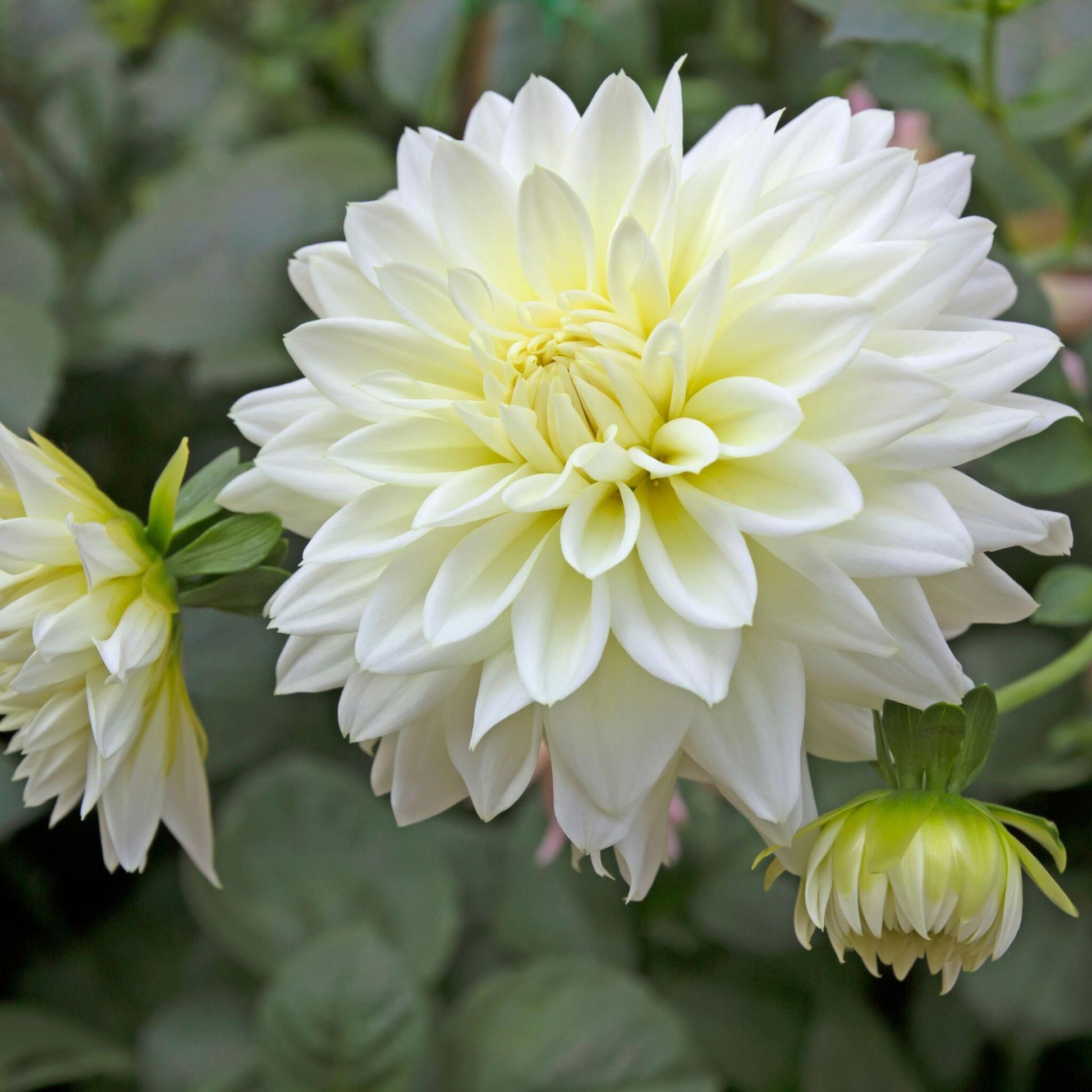 Tubérculos De Dalia - 3 Pzs - Dahlia 'white Perfection'_3