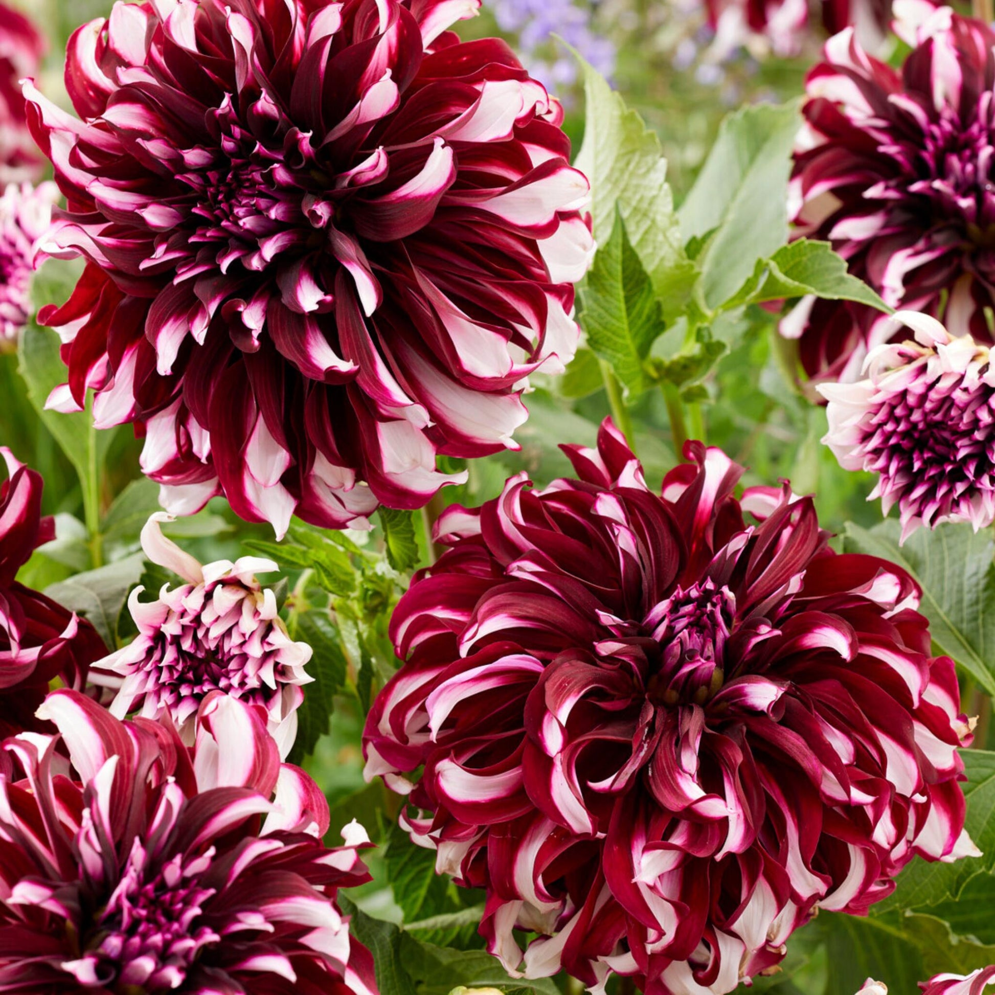 Tubérculos De Dalia - 3 Pzs - Dahlia 'x-factor'_1