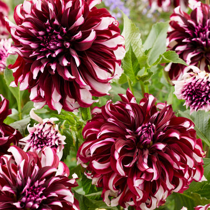 Tubérculos De Dalia - 3 Pzs - Dahlia 'x-factor'_1