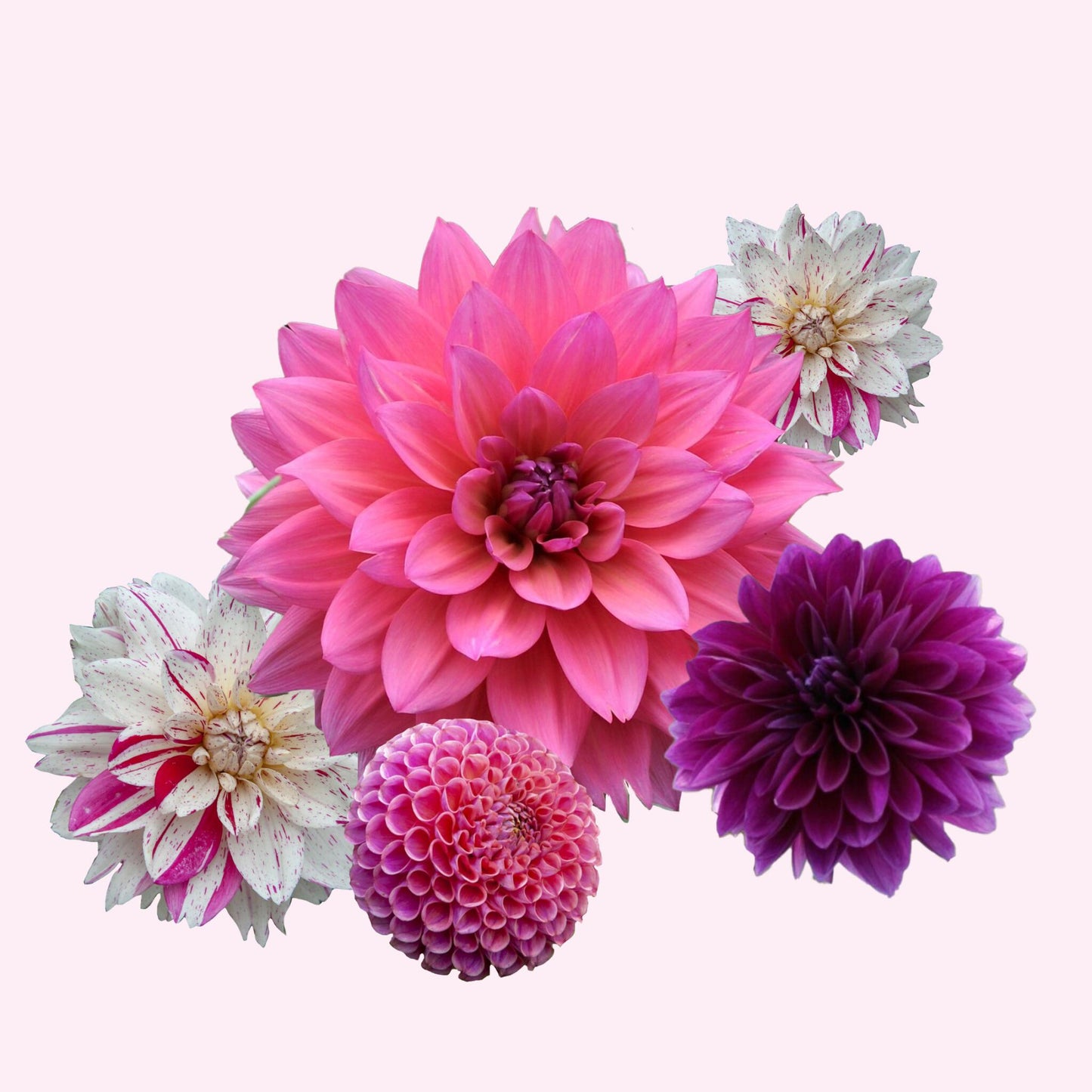 Tubérculos De Dalia - 4 Pzs - Dahlia 'bouqet Sunrise'_1