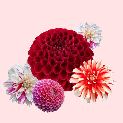 Tubérculos De Dalia - 4 Pzs - Dahlia 'bouqet Sunset'_1