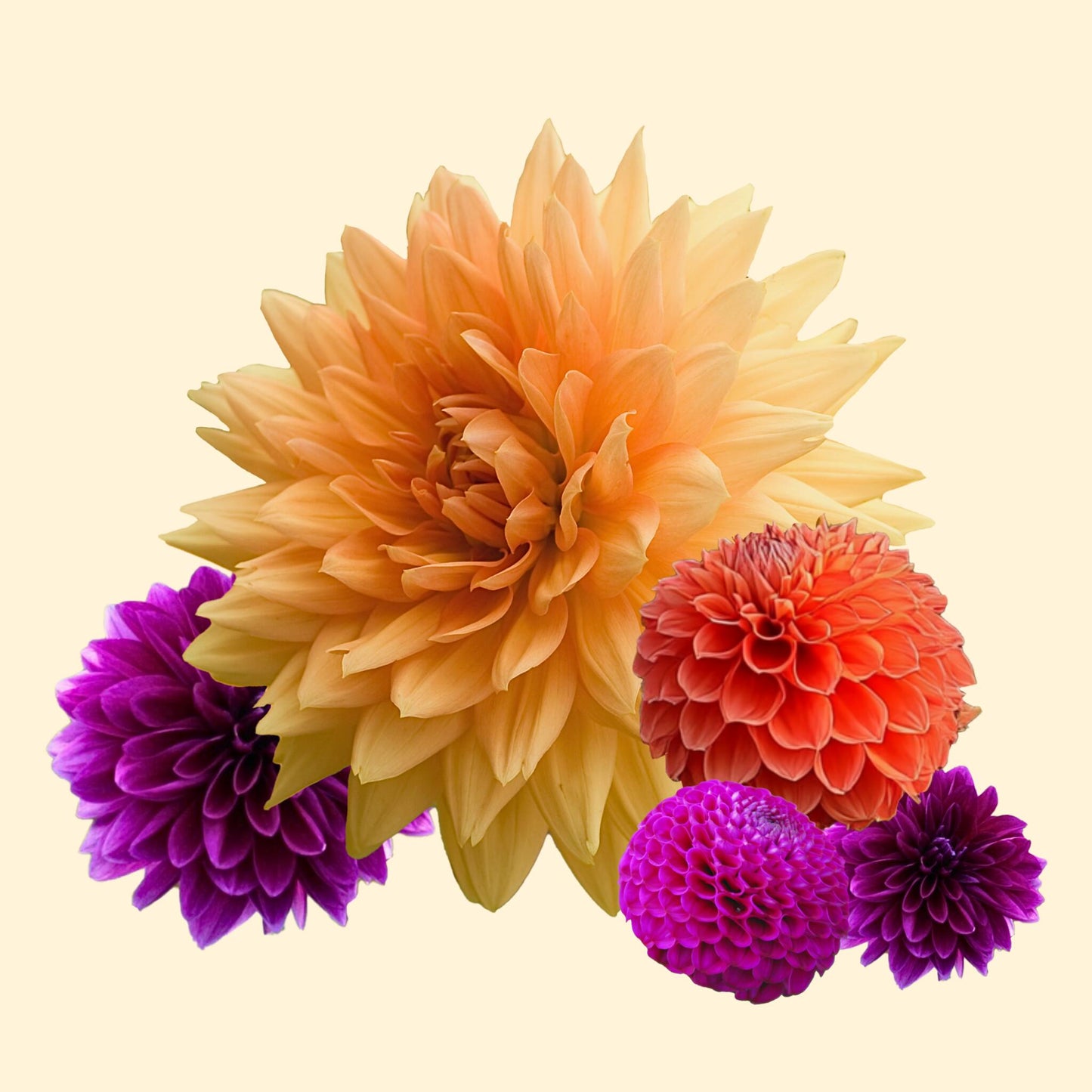 Tubérculos De Dalia - 4 Pzs - Dahlia 'bouqet Sunshine'_1