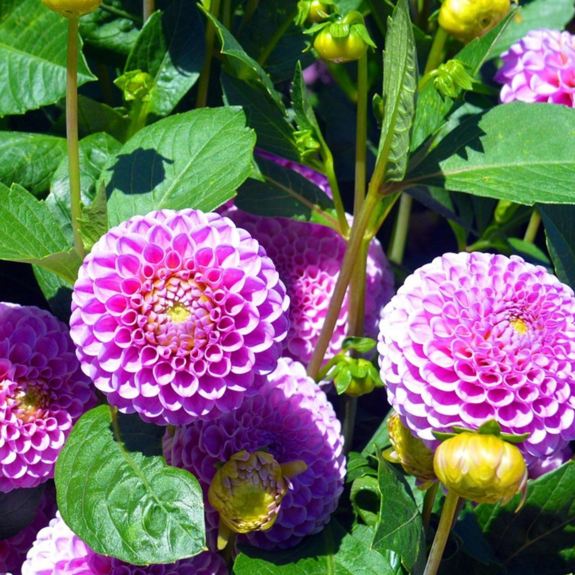 Tubérculos De Dalia - 4 Pzs - Dahlia 'pink Love' - Rosa_3