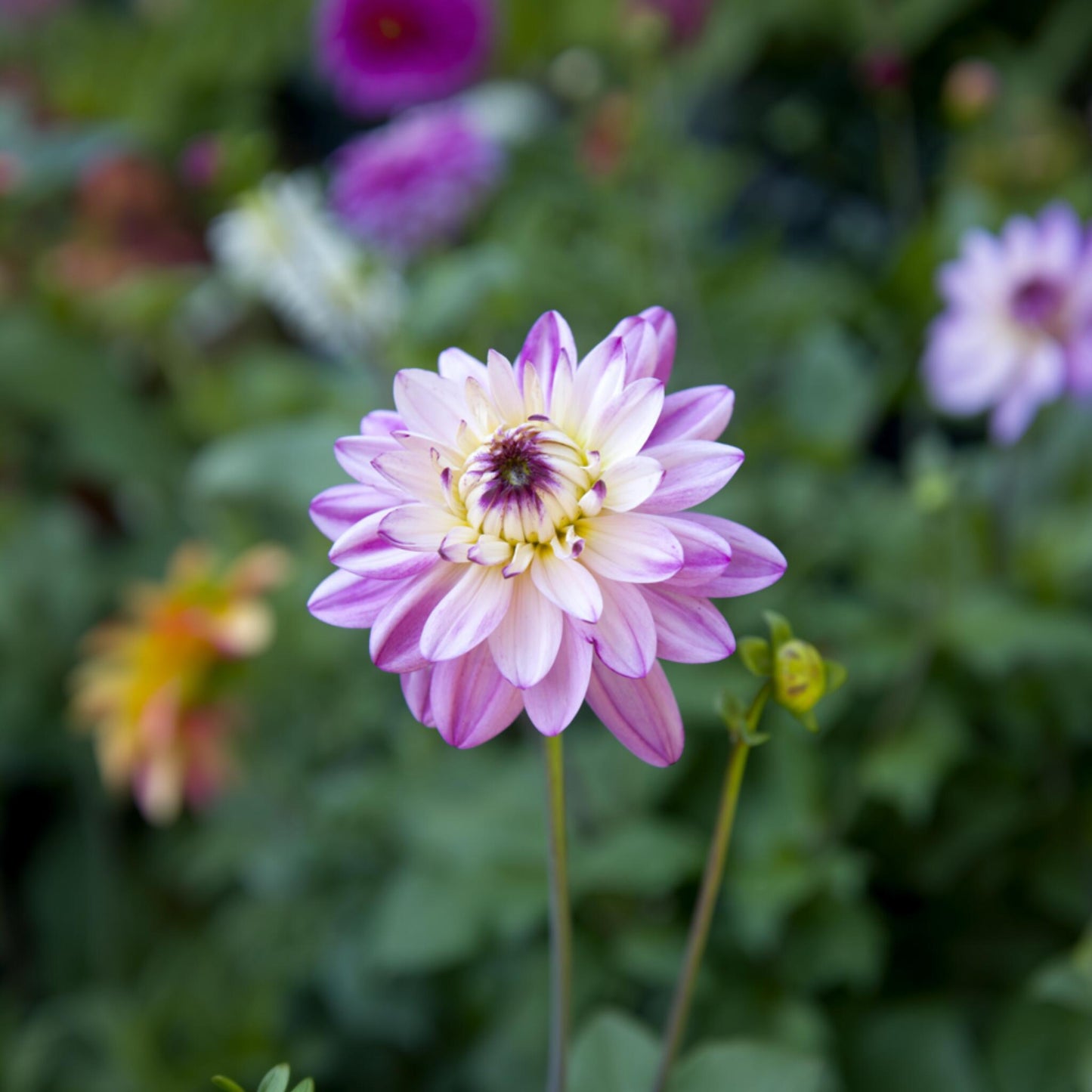Tubérculos De Dalia - 4 Pzs - Dahlia 'pink Love' - Rosa_4