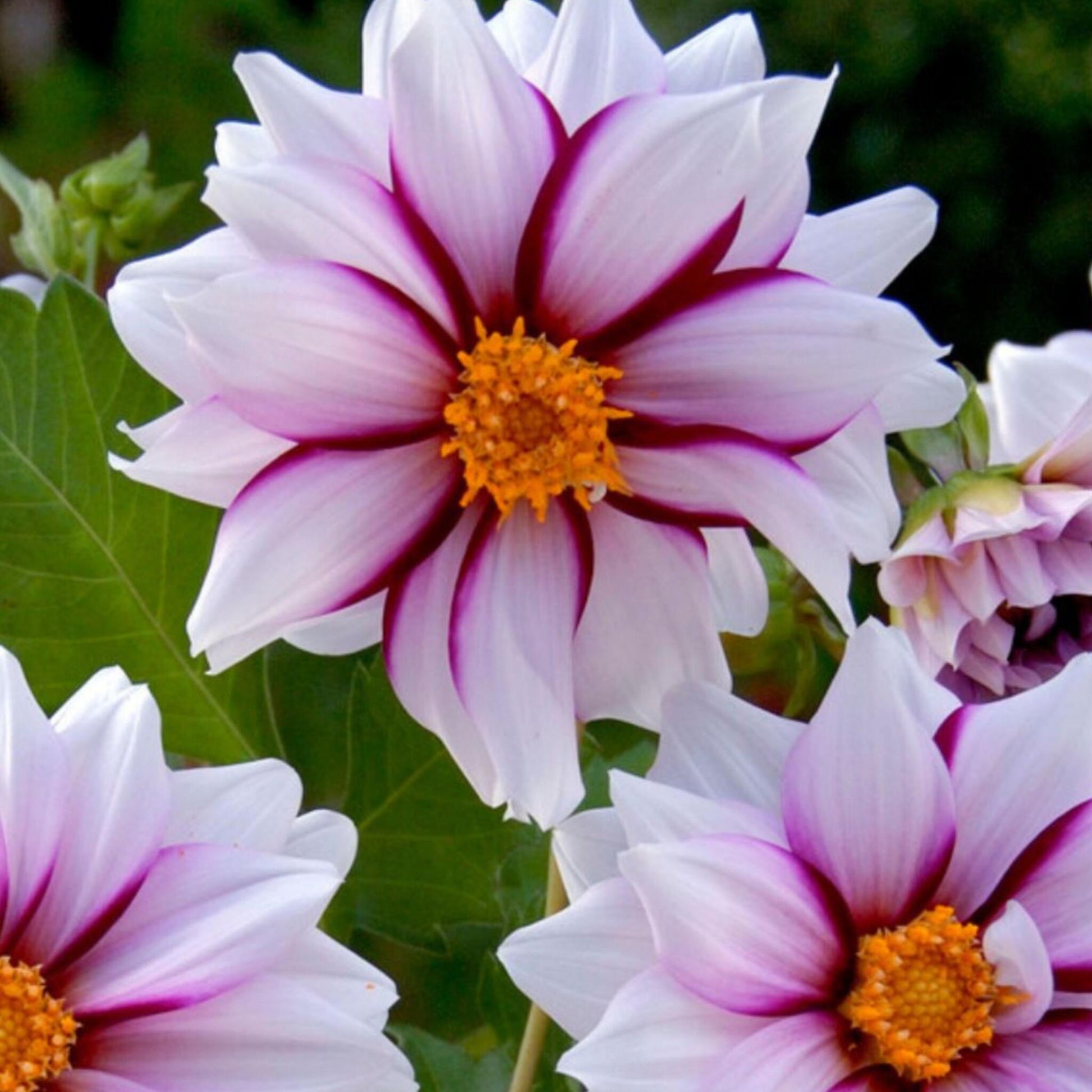 Tubérculos De Dalia - 4 Pzs - Dahlia 'salmon Love' - Rosa_3