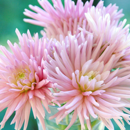 Tubérculos De Dalia - 5 Pzs - Dahlia 'cactus Mix'_3