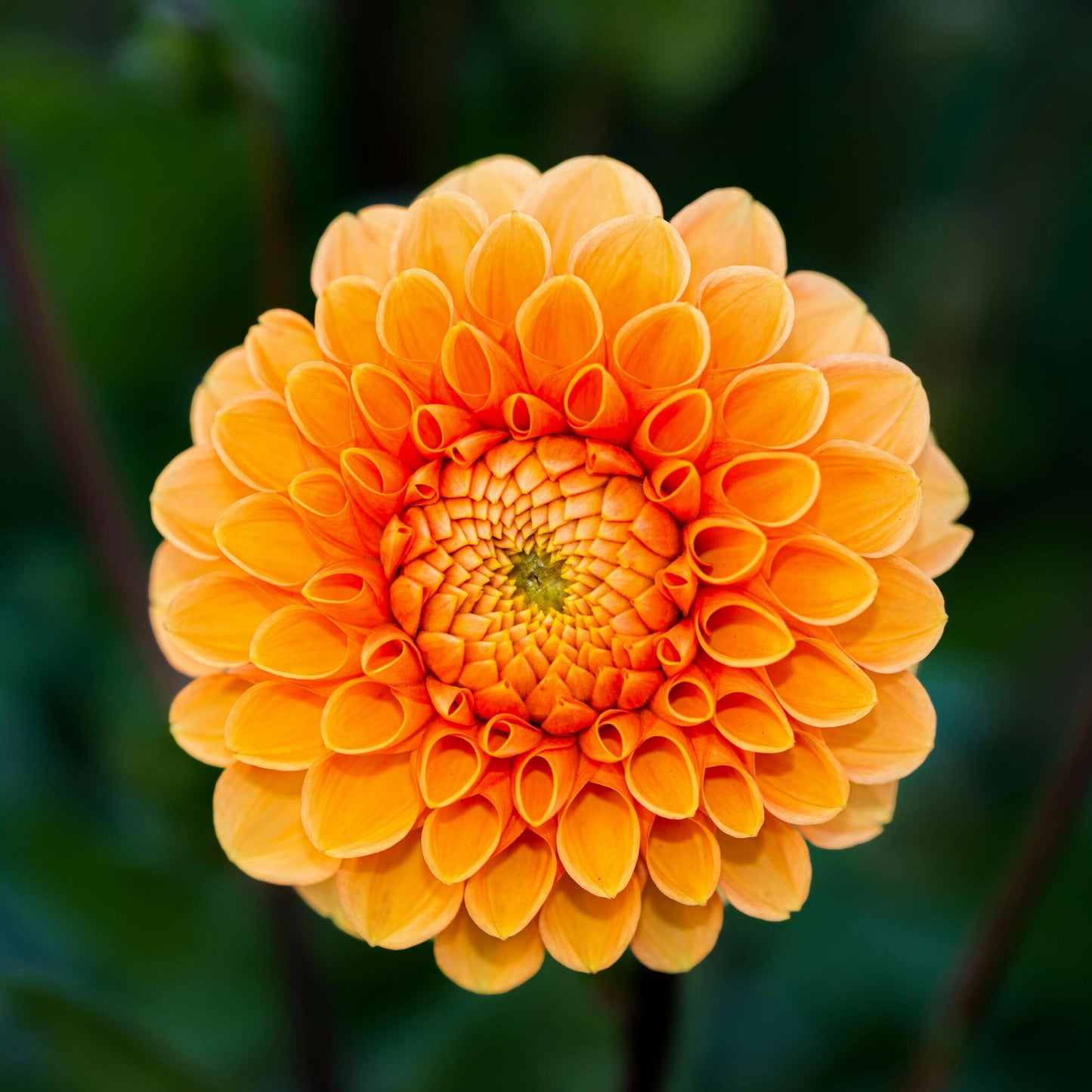 Tubérculos De Dalia - 5 Pzs - Dahlia 'pompon Mix'_3