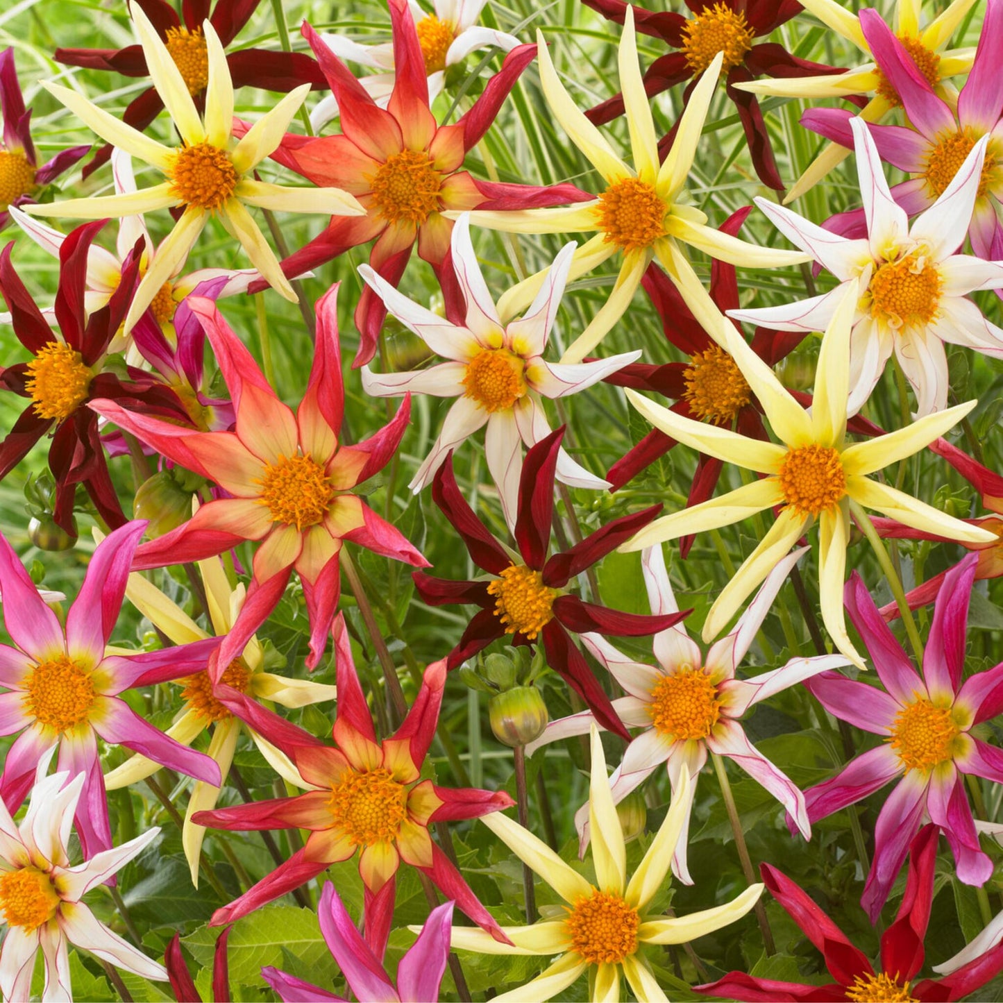 Tubérculos De Dalia - 6 Pzs - Dahlia Honka Dark Fragile_1