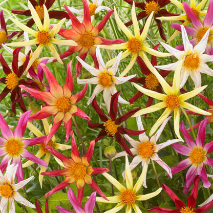 Tubérculos De Dalia - 6 Pzs - Dahlia Honka Dark Fragile_1