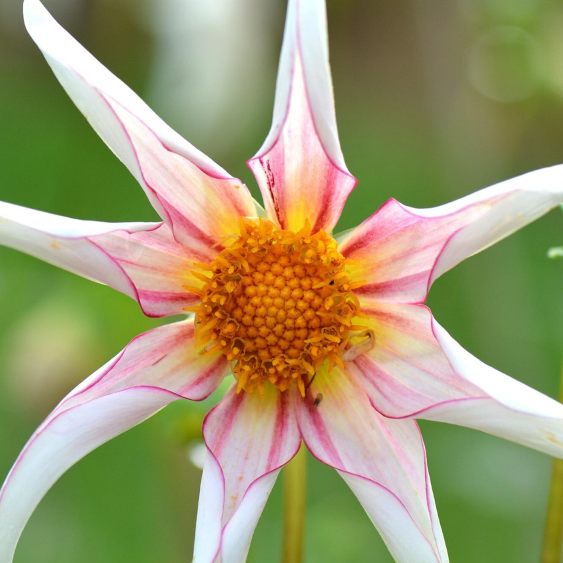 Tubérculos De Dalia - 6 Pzs - Dahlia Honka Dark Fragile_3