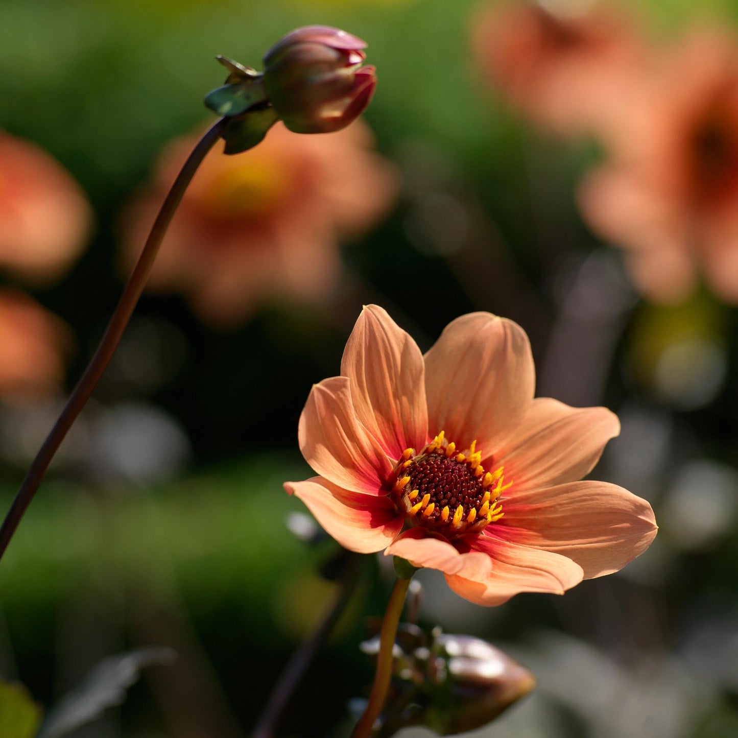 Tubérculos De Dalia - 6 Pzs - Dahlia 'happy Single'_1