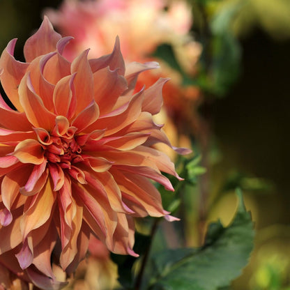 Tubérculos De Dalia - 6 Pzs - Dahlia 'labyrinth' - Púrpura_1