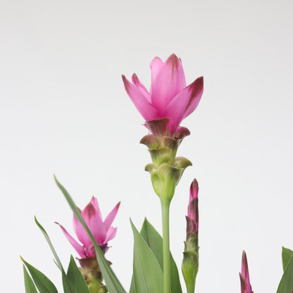 Tulipán De Siam - 2 Pzs - Curcuma 'siam Supreme' - Altura 70-90cm - ⌀19cm_3
