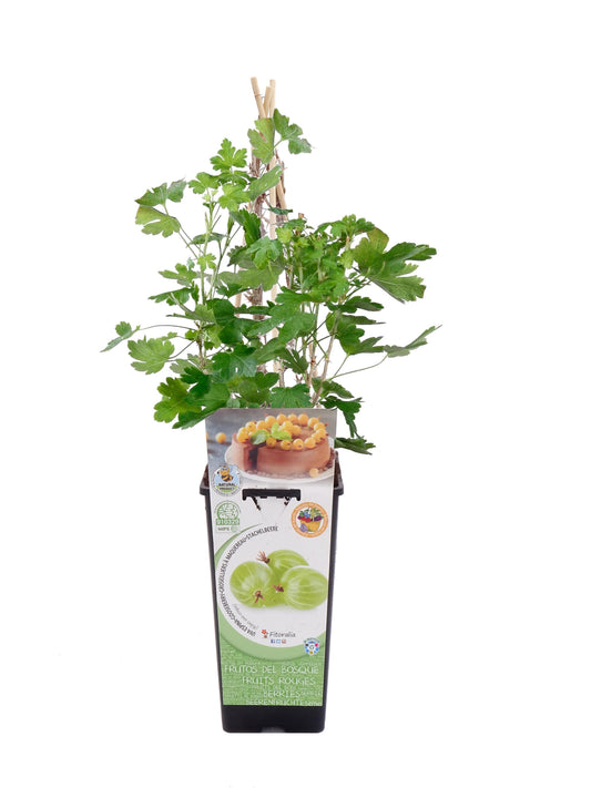 Uva Crispa Blanca En Maceta 2 L. Natural - Fitoralia_0