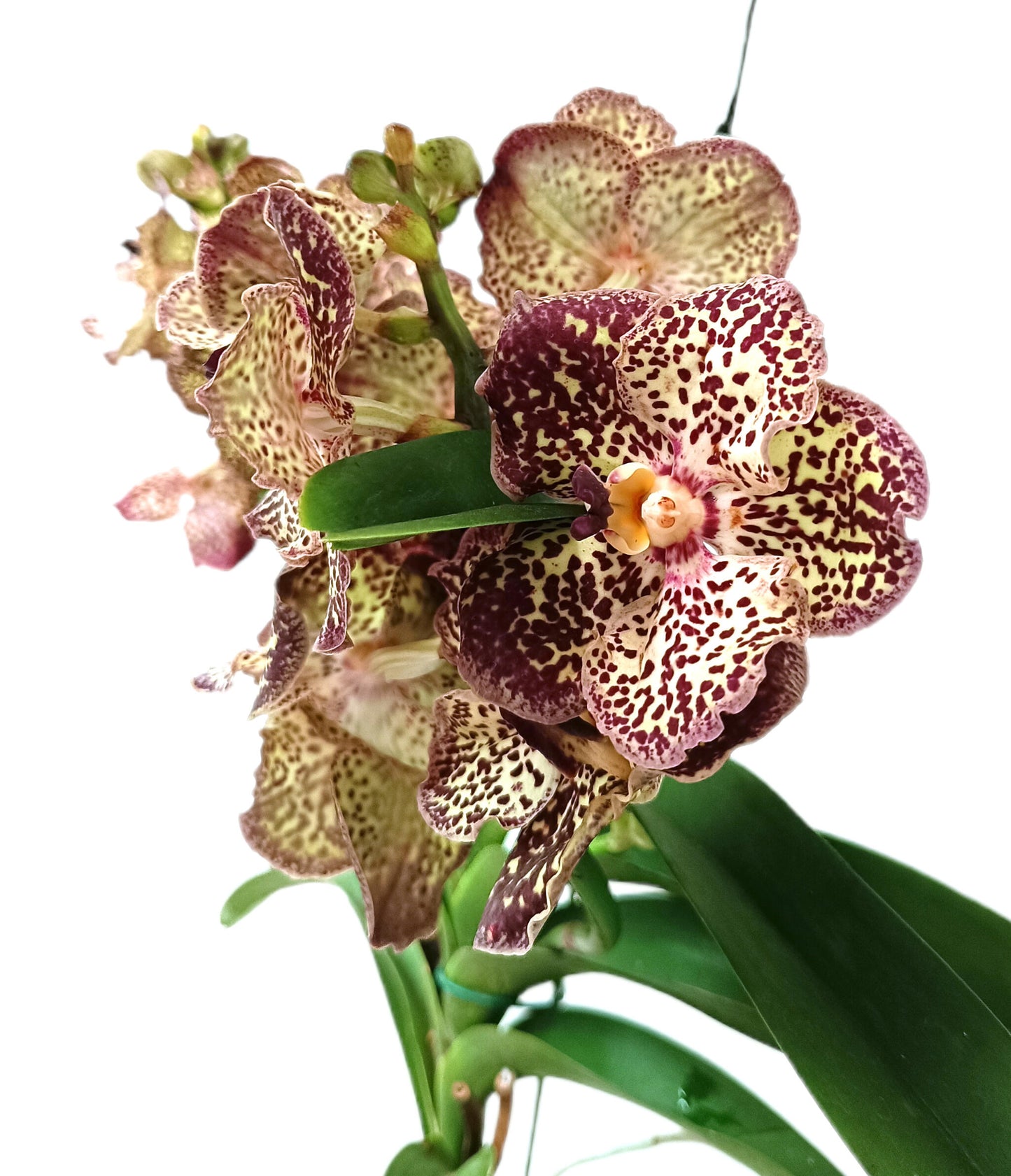 Vanda Ocelot Moccha_1