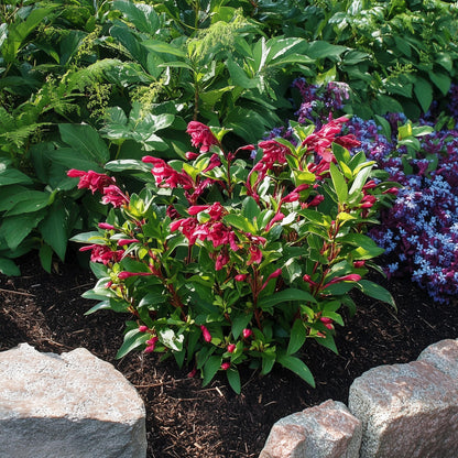 Veigela - 4 Pzs - Weigela Florida 'red Prince' - Altura 25-40cm - ⌀17cm_1