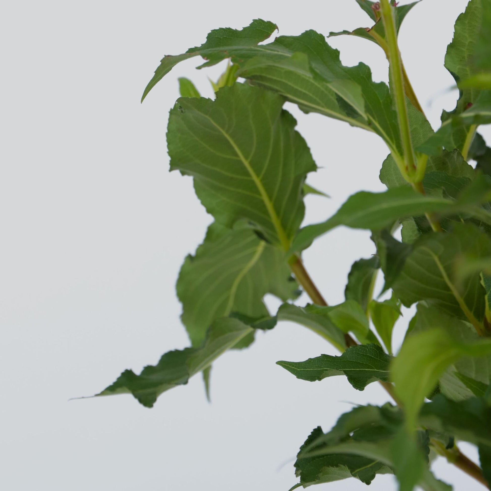 Veigela - 4 Pzs - Weigela Florida 'red Prince' - Altura 25-40cm - ⌀17cm_3