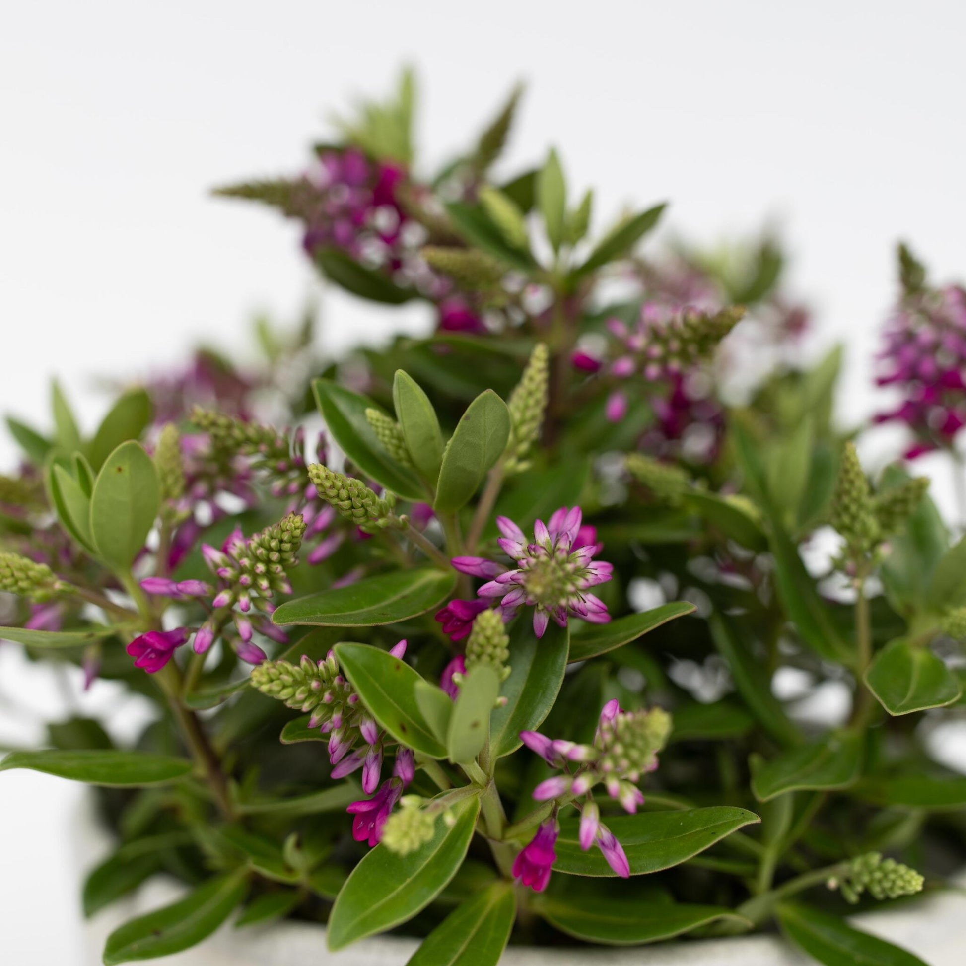Verónica De Samona - 3 Pzs - Hebe All Blooms 'samona' - Altura 30-35cm - ⌀13cm_3