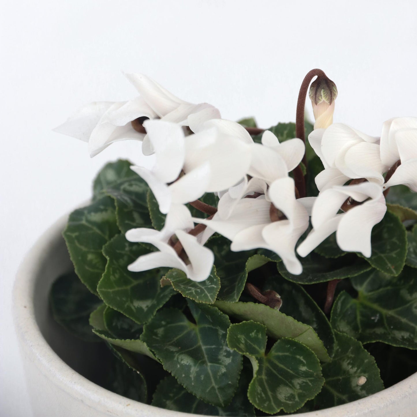 Violeta De Persia - 3 Pzs - Cyclamen Persicum 'metis White' - A10-20cm - ⌀9cm_3