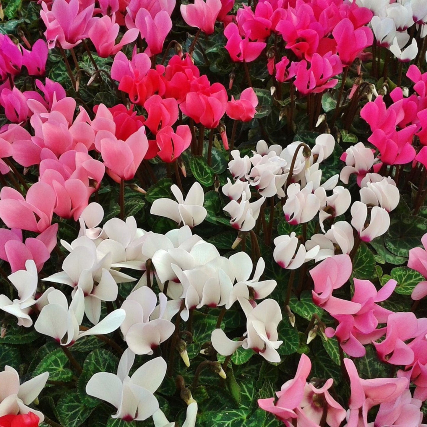 Violeta De Persia - 6 Pzs - Cyclamen Persicum - Altura 10-20cm - ⌀9cm_4