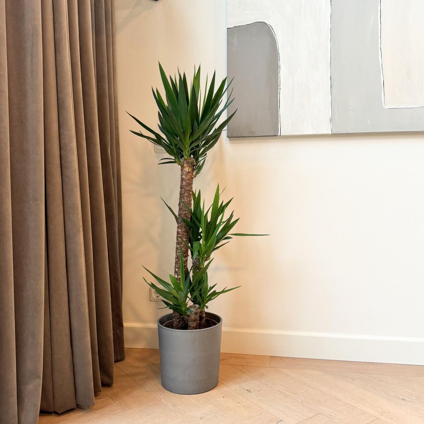 Yuca - Yucca Elephantipes - Altura 130-140cm - ⌀24cm_4