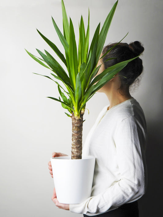 Yuca O Pie De Elefante | Altura 90cm - Diámetro 19cm_0