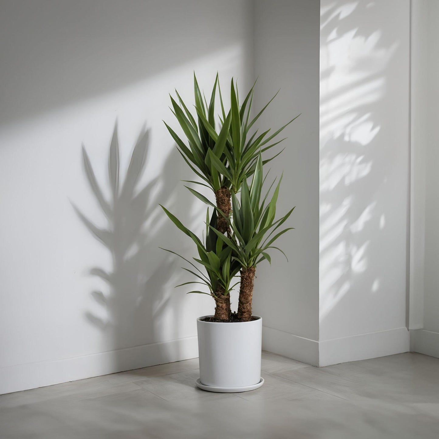 Yuca Pie De Elefante - 2 Pzs - Yucca Elephantipes - Altura 70-80cm - ⌀17cm_1