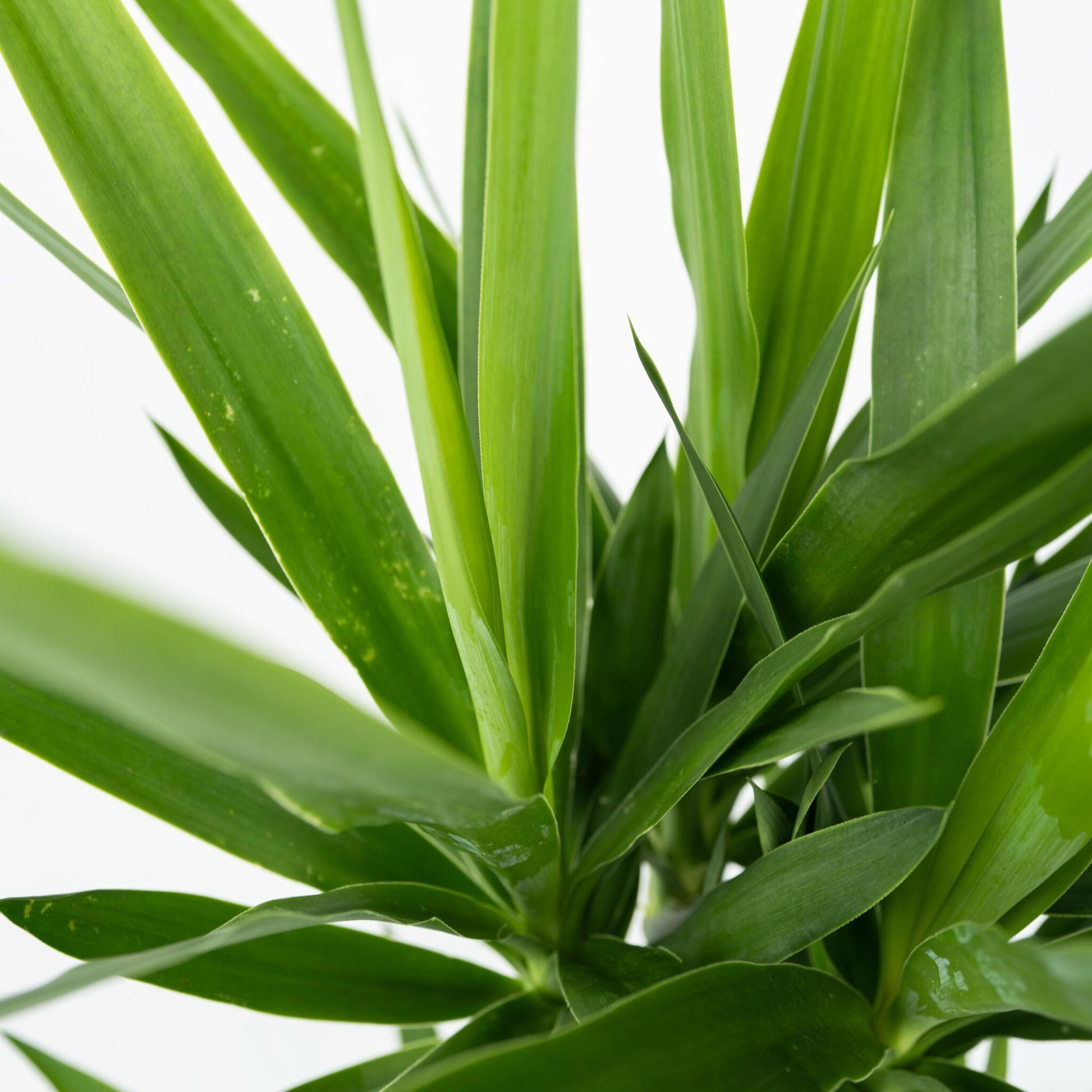 Yuca Pie De Elefante - 2 Pzs - Yucca Elephantipes - Altura 70-80cm - ⌀17cm_3