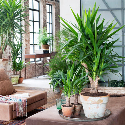 Yuca Pie De Elefante - 2 Pzs - Yucca Elephantipes - Altura 70-80cm - ⌀17cm_4