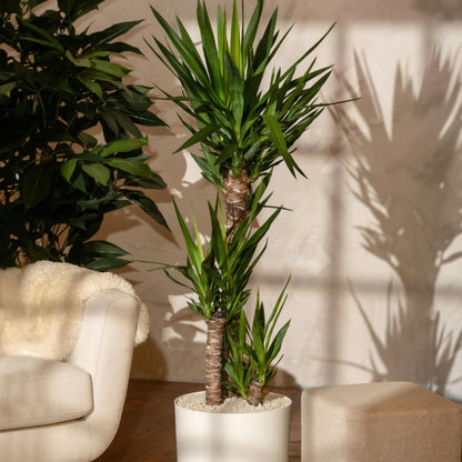 Yuca Pie De Elefante - 2 Pzs - Yucca Elephantipes - Altura 70-80cm - ⌀21cm_4