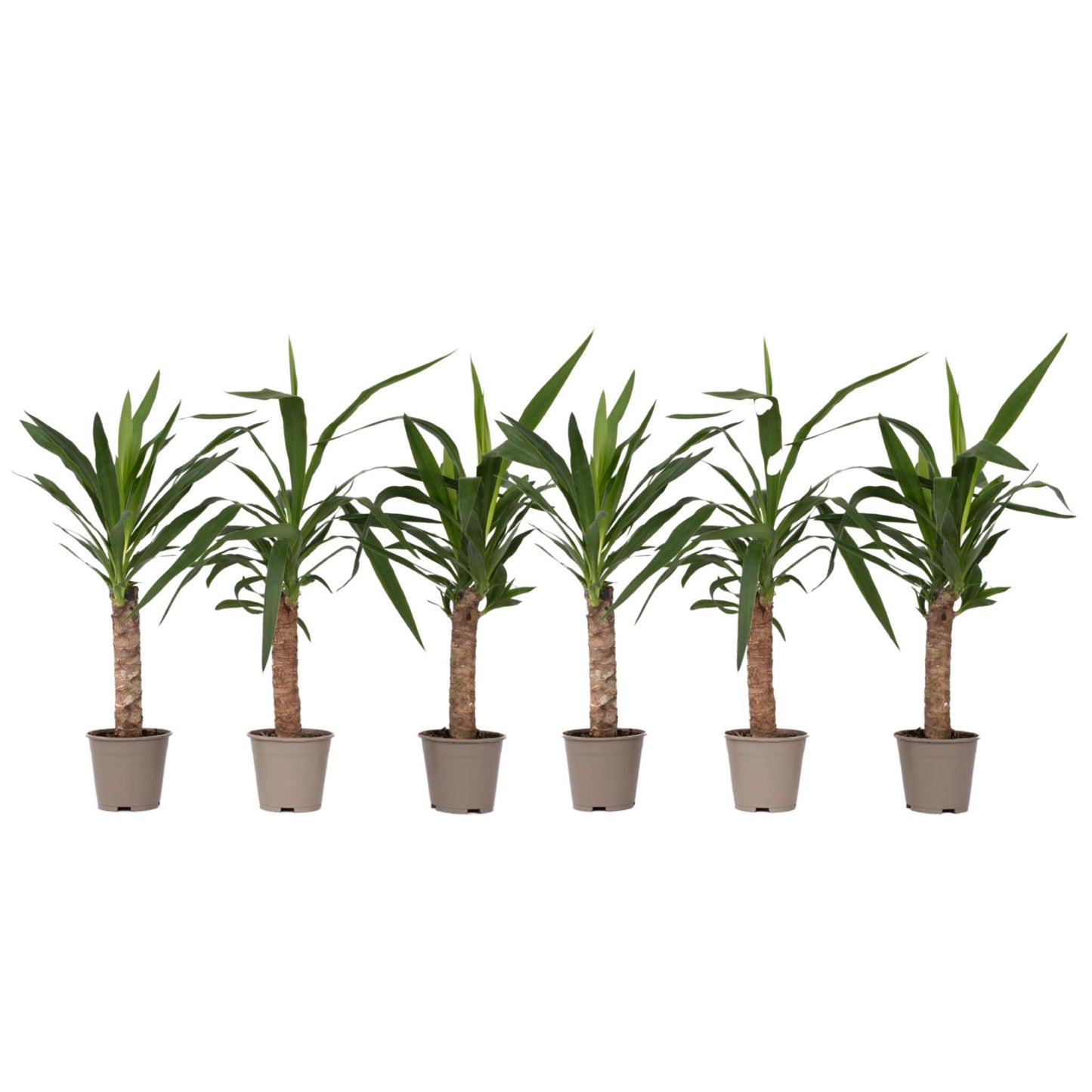 Yuca Pie De Elefante - 6 Pzs - Yucca Elephantipes - Altura 50-60cm - ⌀14cm_0