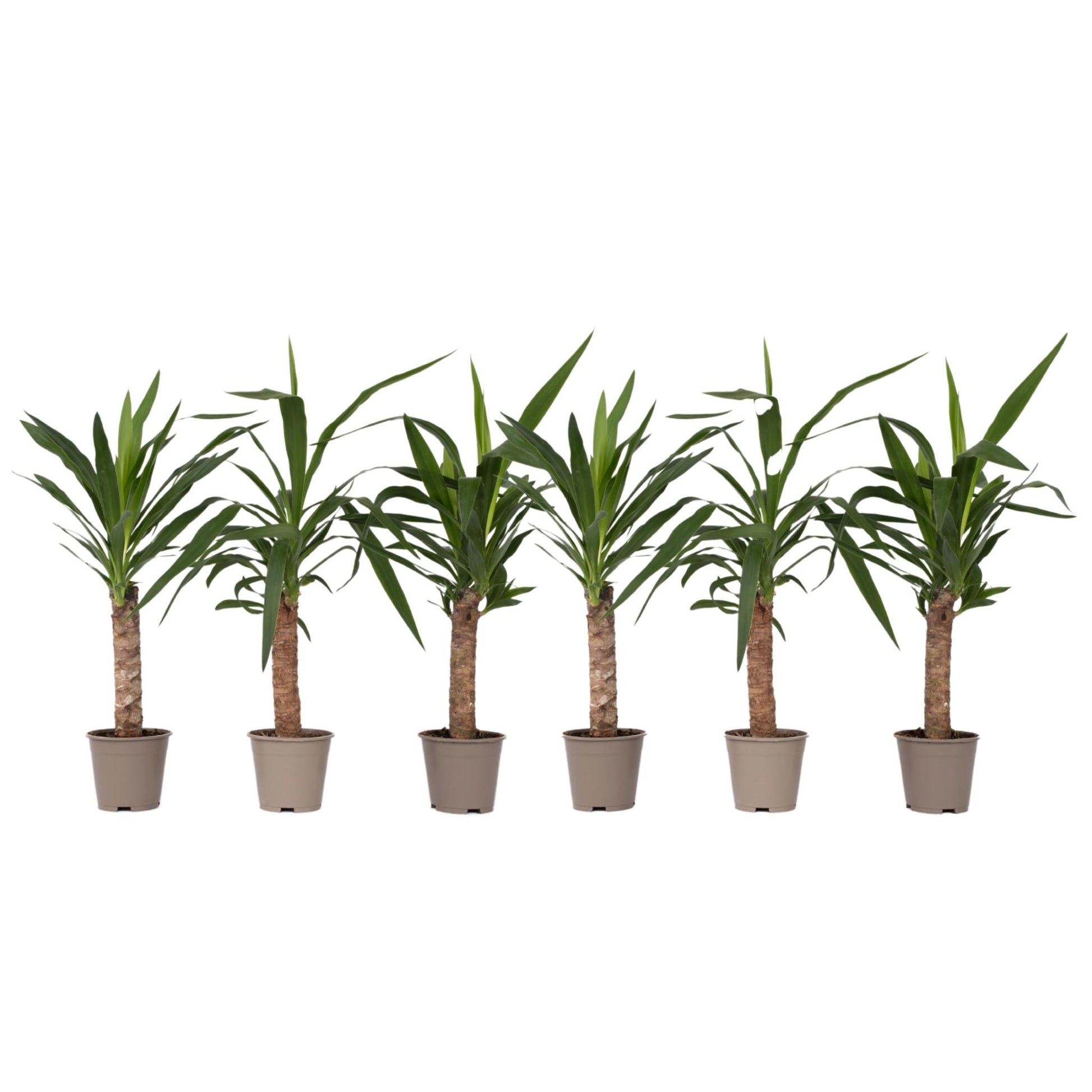 Yuca Pie De Elefante - 6 Pzs - Yucca Elephantipes - Altura 50-60cm - ⌀14cm_0