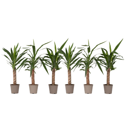 Yuca Pie De Elefante - 6 Pzs - Yucca Elephantipes - Altura 50-60cm - ⌀14cm_0