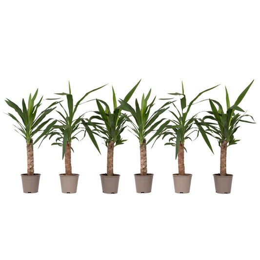 Yuca Pie De Elefante - 6 Pzs - Yucca Elephantipes - Altura 50-60cm - ⌀14cm_0