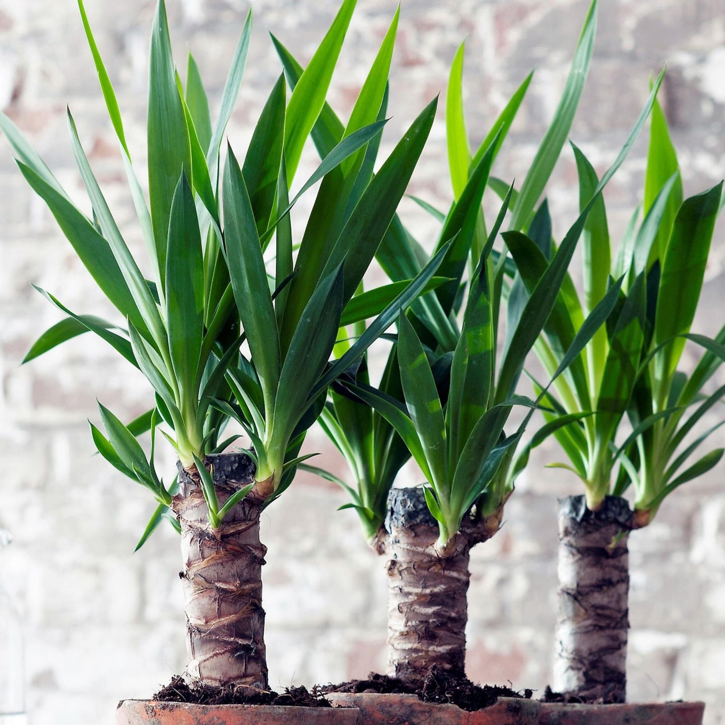 Yuca Pie De Elefante - 6 Pzs - Yucca Elephantipes - Altura 50-60cm - ⌀14cm_1